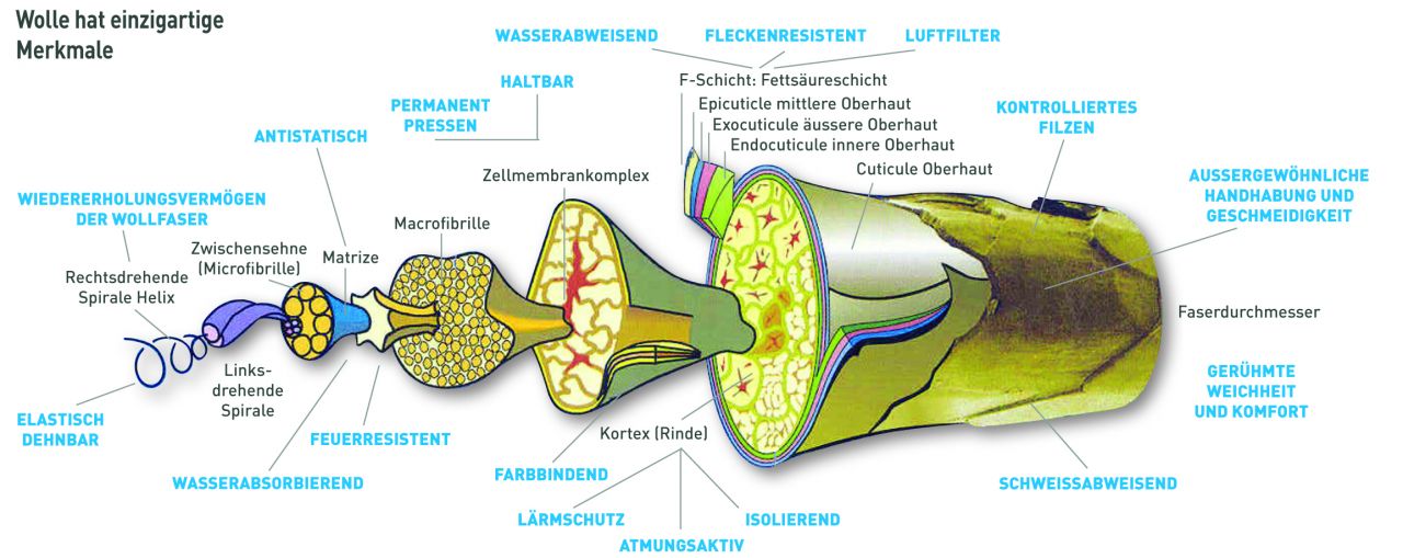 Querschnittskizze eines Wollhaares mit Beschreibung der Merkmale, Eigenschaften von Naturhaardecken