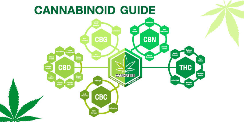 Different Cannabinoids in the cannabis plant