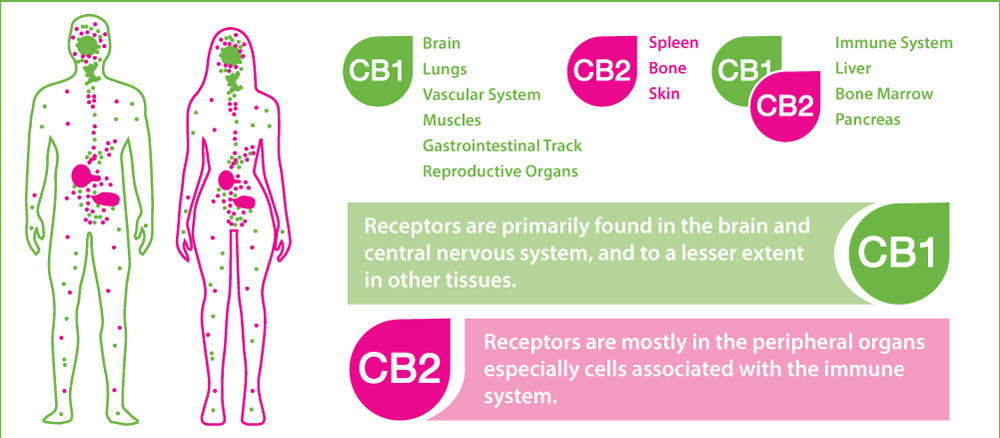 Endocannabinoid system and CB1 and CB2 receptors