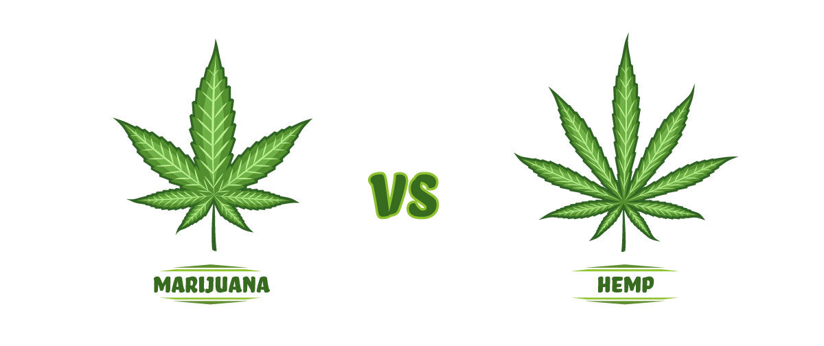 Marijuana vs Hemp Leaf