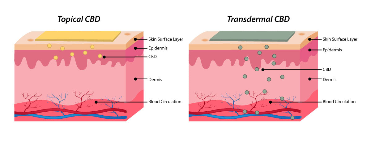 How does transdermal CBD work