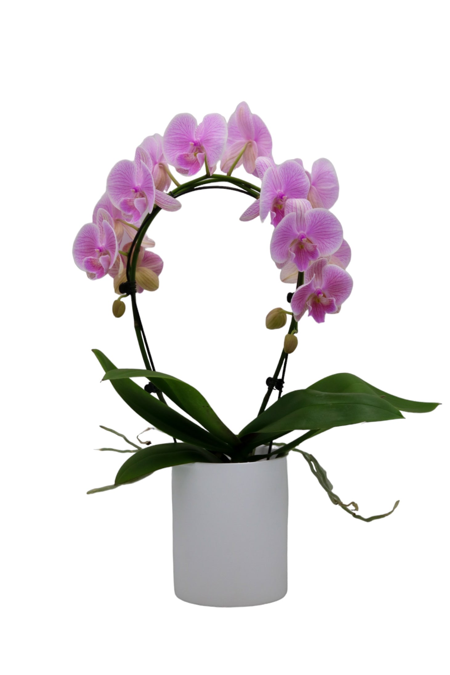 orchidee paars