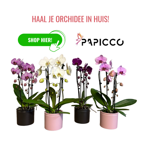 Haal je orchidee in huis
