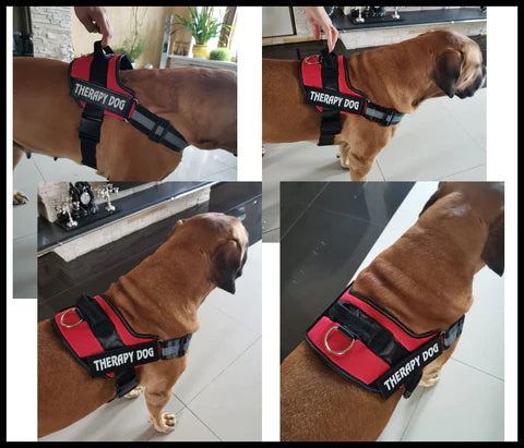 super comfortable KIKA Pets personalized dog harness