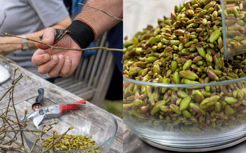 Les bourgeons de Tilleul, une mine d’or