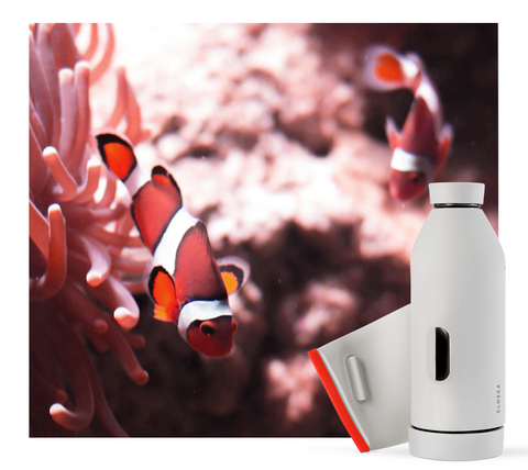 Closca Bottle Living Coral