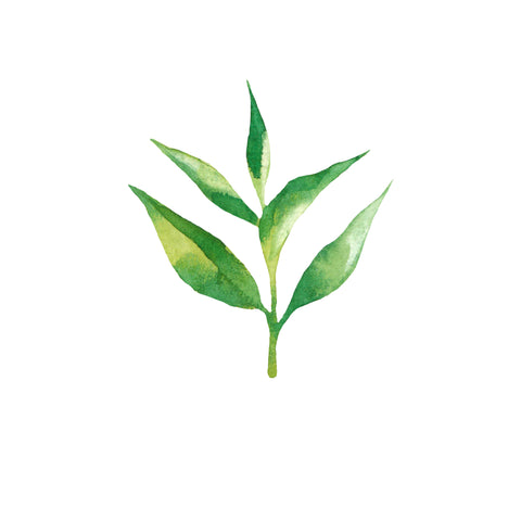 A normal tea leaf, three leaves and a bud.
