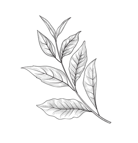 An illustration of a tea flower, each level is used to make the different types of tea and its blends