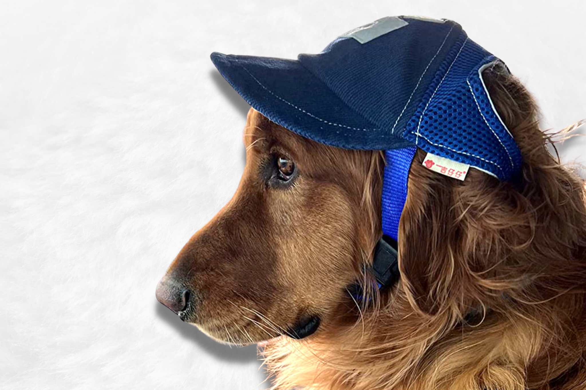 Un chien porte une casquette pour chien.