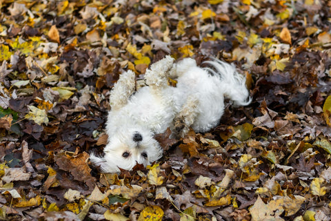 White dog rolling in leaves