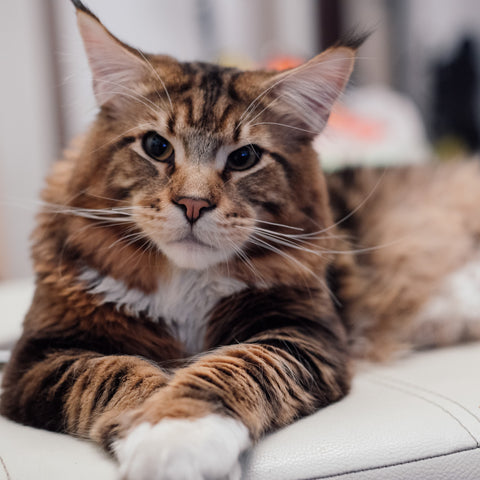 Large cat facing the camera