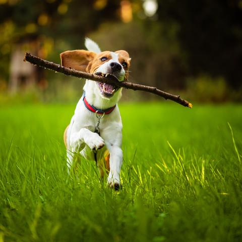 dog with stick in mouth