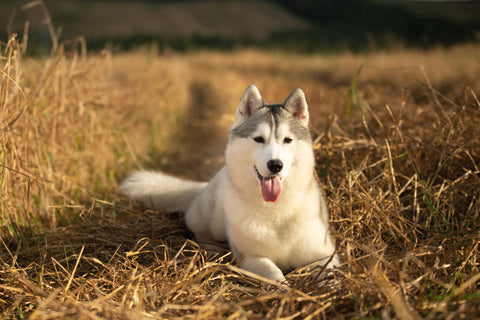 Husky in field