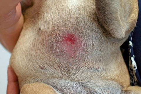 Picture of a dog's stomach with a hot spot for the Silver Honey blog