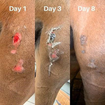 skin wound, day 1, 2 and 3