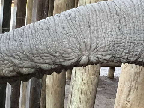Lerumo the elephant's healed trunk.