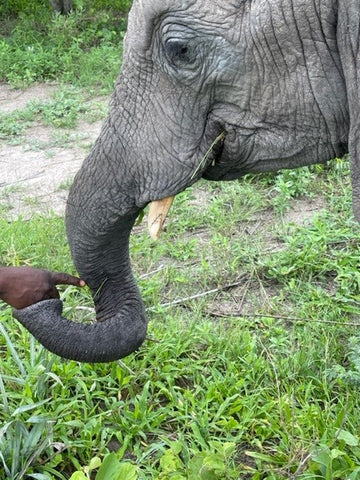 Lerumo the elephant's healed trunk