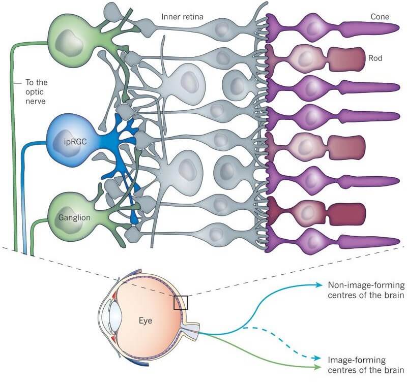 Photophobia - Mulitple Pathways to the Brain