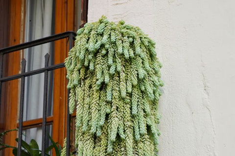 DIY Balcony Succulent Gardens