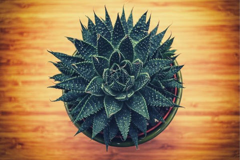 Flowering Succulent Plants - Haworthia