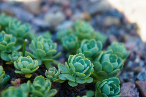 Sedum Succulent