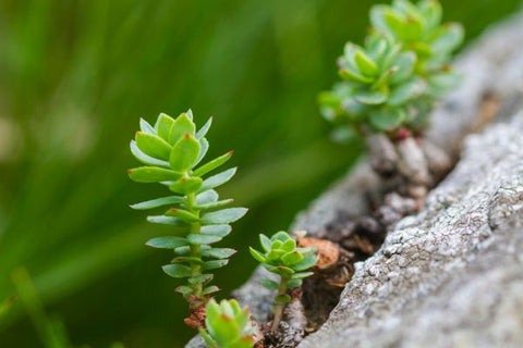 succulents in the summer