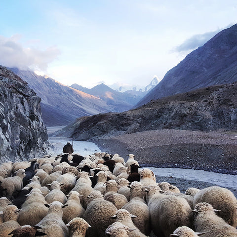 Schäfer mit Schafen im Himalaya.