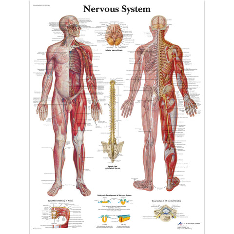 anatomical poster