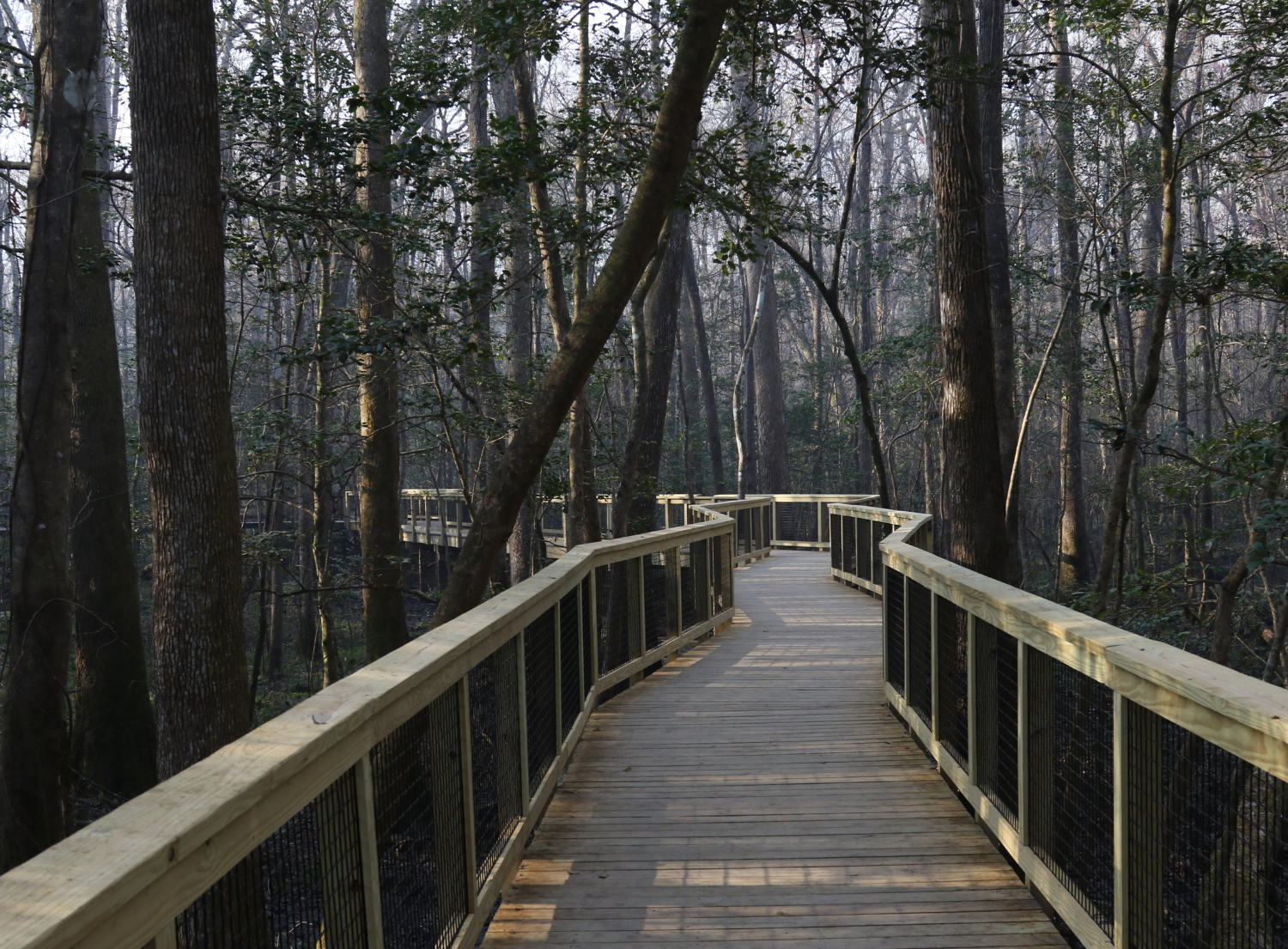 a long wooden bridge trail surrounded by trees in Congaree National Park, South Carolina