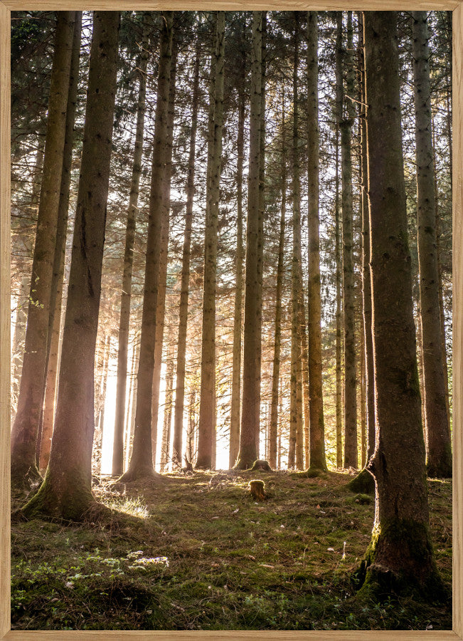 Billede af VELLING SKOV - NATURPLAKAT - Naturplakater - Living Nature