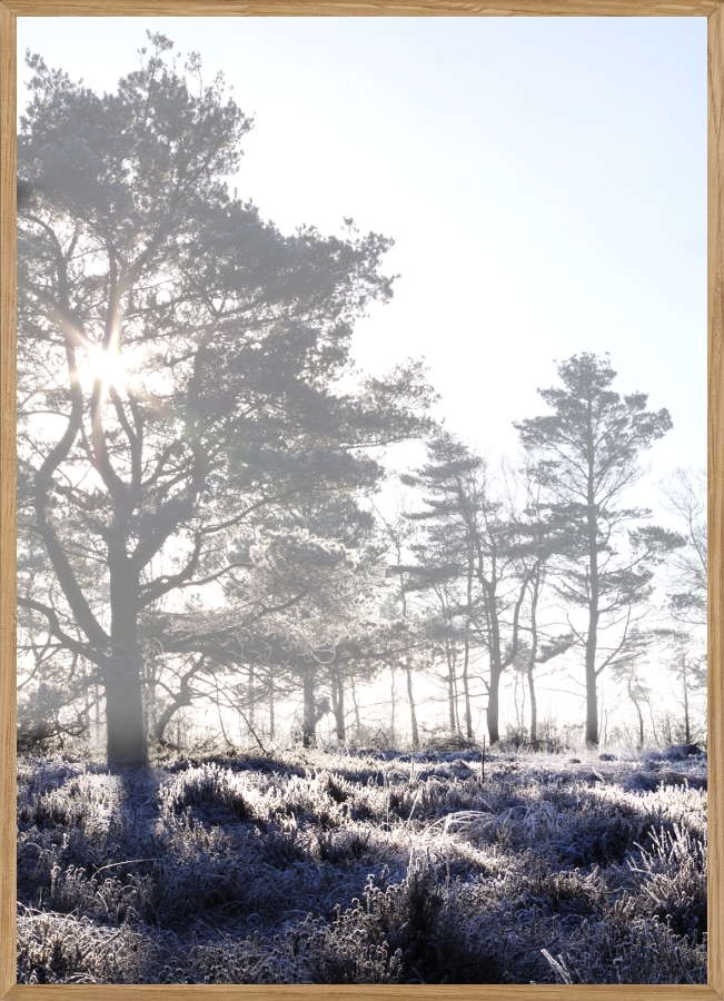 Billede af TÅGE - NATURPLAKAT - Naturplakater - Living Nature