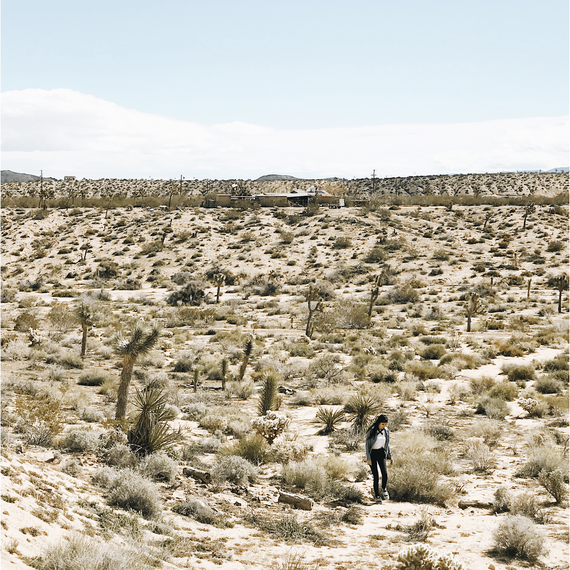 Desert_Dreams_Joshua_Tree_Little_Korboose