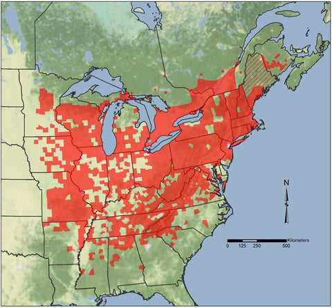 Butternut (Juglans cinerea) range map