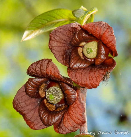 Pawpaw (asimina triloba) flowers, with both pistils and stamens 