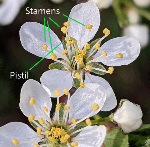 Plum flower, with pistils and stamens