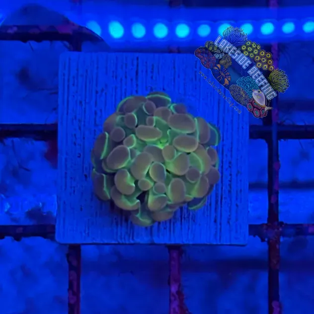 Branching Hologram Hammer R2A1