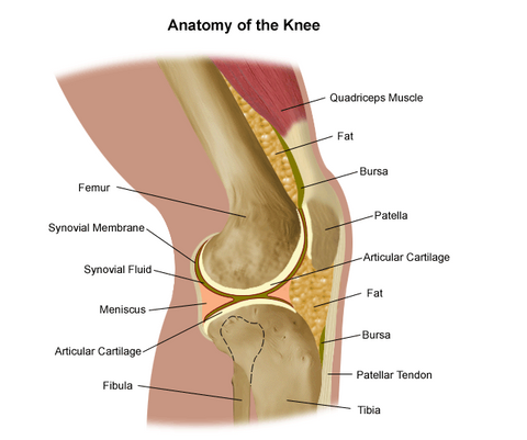 Anatomy of a knee