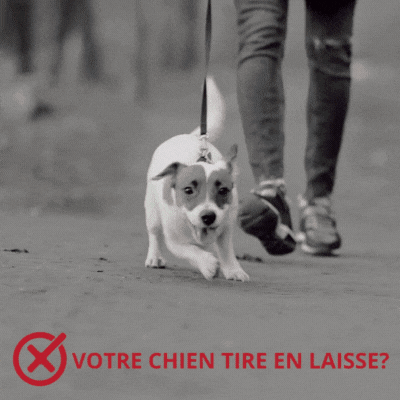 Harnais anti traction chien | LUNA™