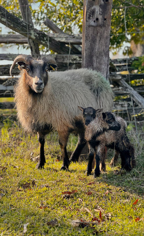 American Icelandic ewe with her twin ram lambs | Sonoma County, CA