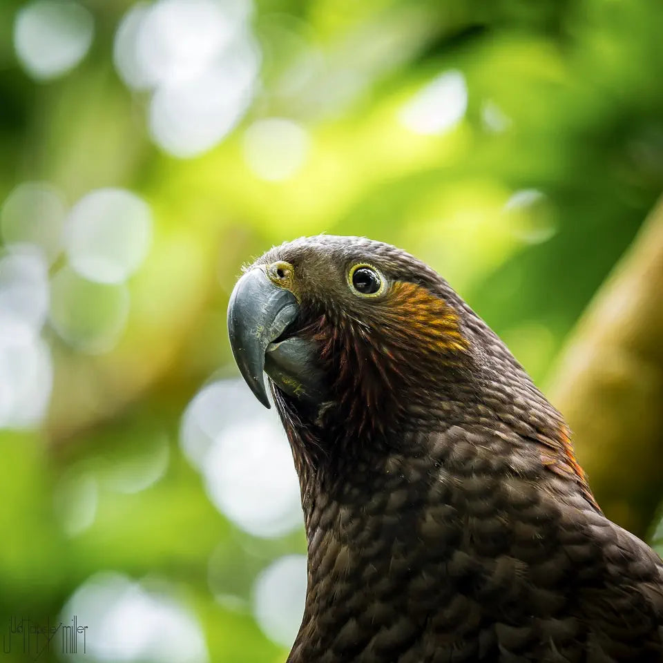 Kākā fledgling