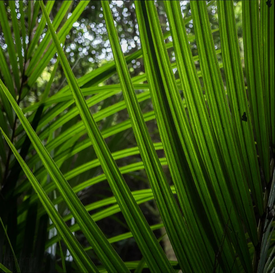 Nikau palm fronds