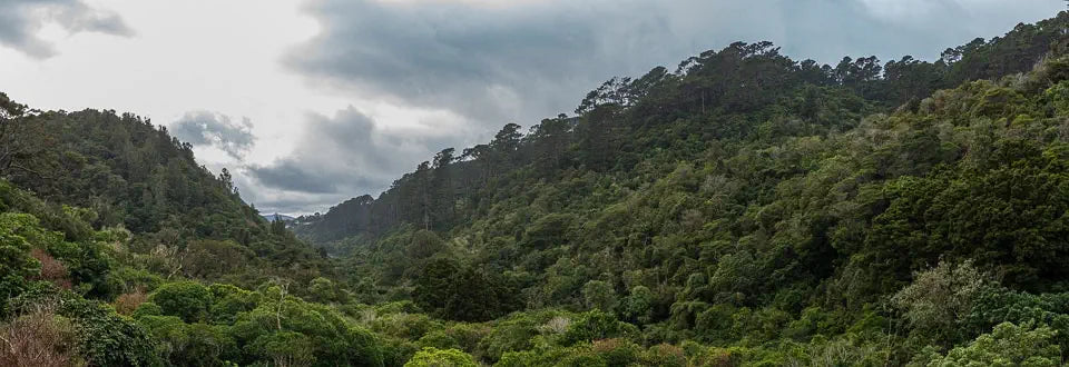 Zealandia panorama