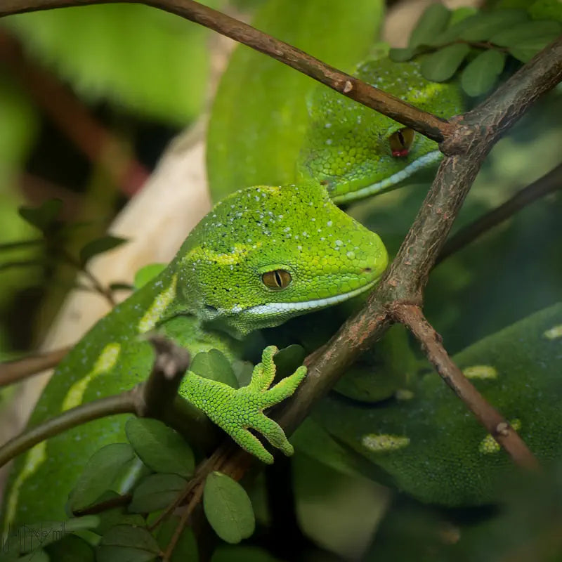 green geckos