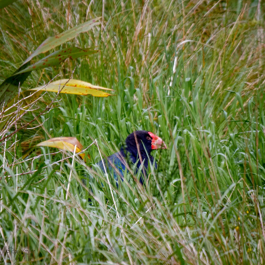 orbell takahe comes into view