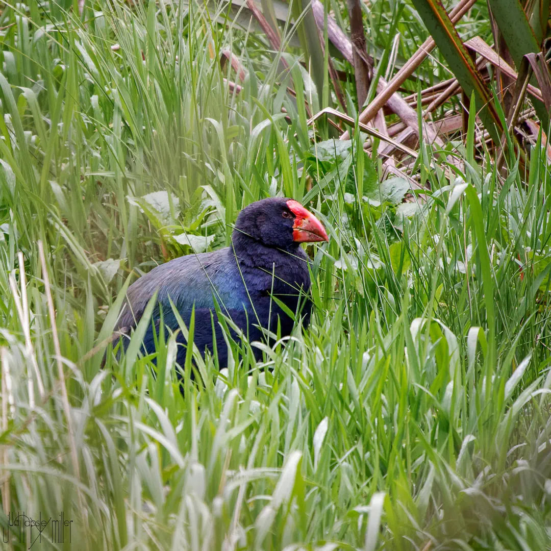 Orbell takahe in the grasses