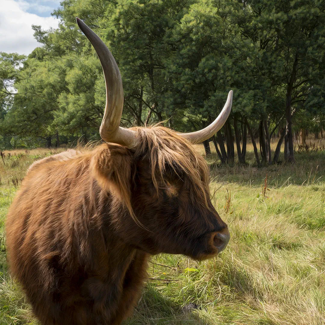 big horned highland cattle
