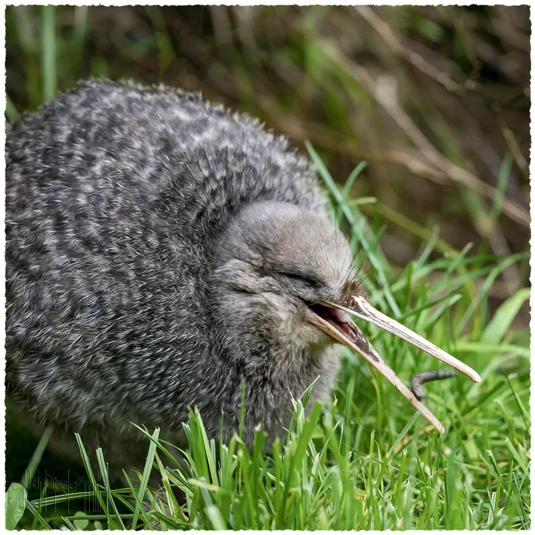 Kiwi pukupuku gobbles down a tasty grass grub at Zealandia
