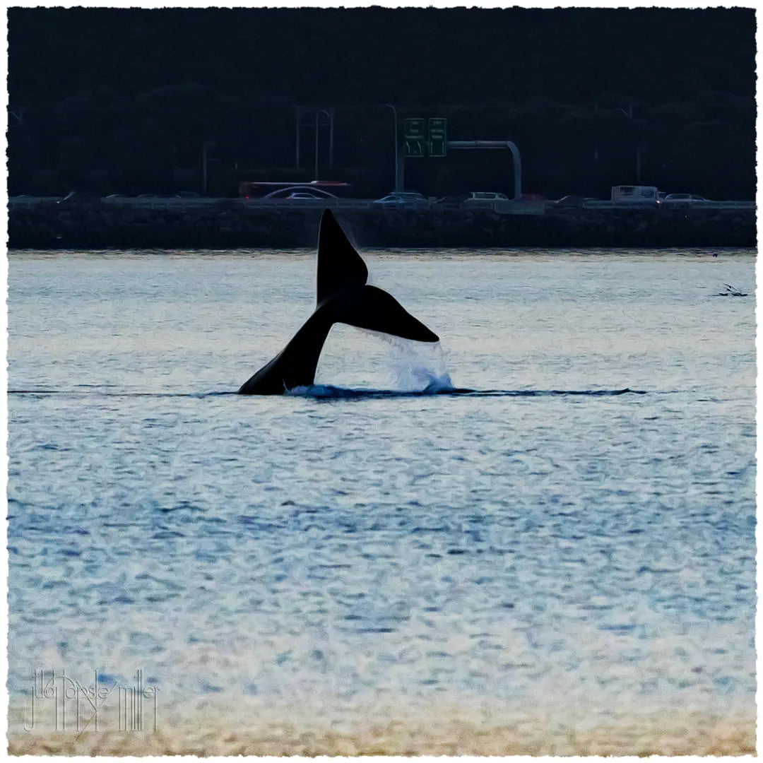 whale diving in Wellington Harbour at dusk.