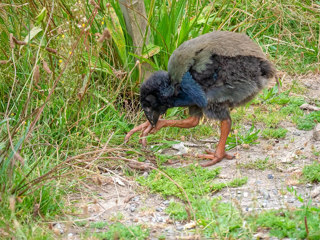 A takahē chick feeding on grass seeds on a lawn by holding the stalk with one foot