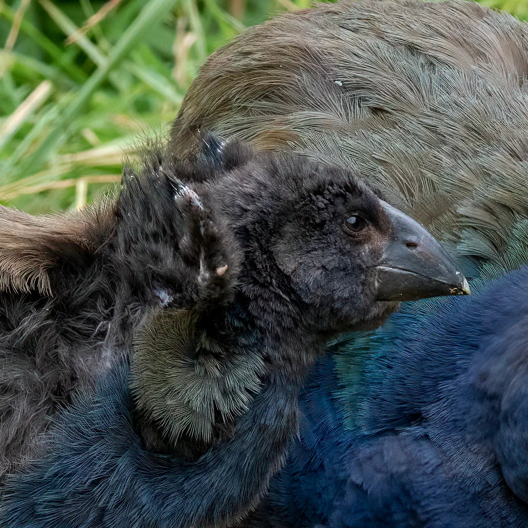 Takahe chick raising vestigial wing, showing claw